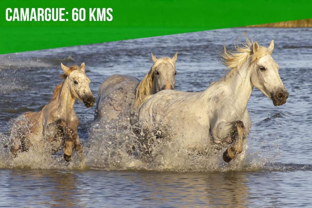 شقة Les Felibres أفينيون المظهر الخارجي الصورة